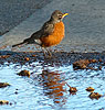 Robin